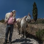 man with sheep on shoulders standing in front of donkey